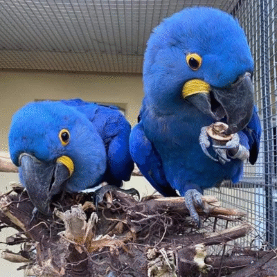 African Grey Congos