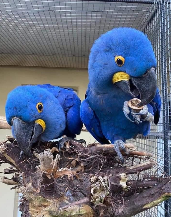 African Grey Congos