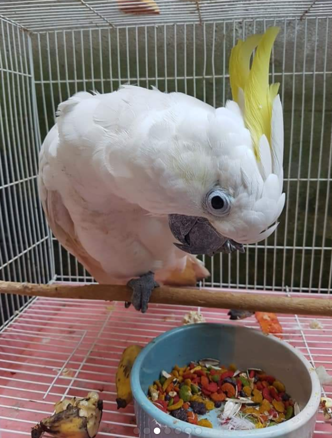 Ricky - Image 2
